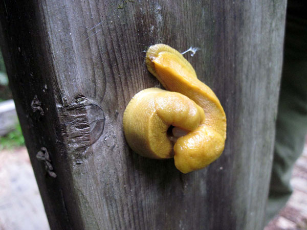 Banana slugs making love 2011